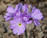 Primula denticulata