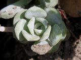 Sedum spathulifolium. Верхушка побега ('Cape Blanco'). Германия, г. Дюссельдорф, Ботанический сад университета. 04.05.2014.