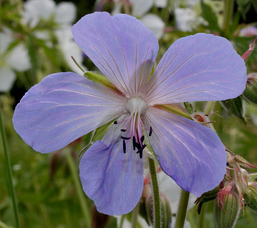 Image of Geranium pratense specimen.