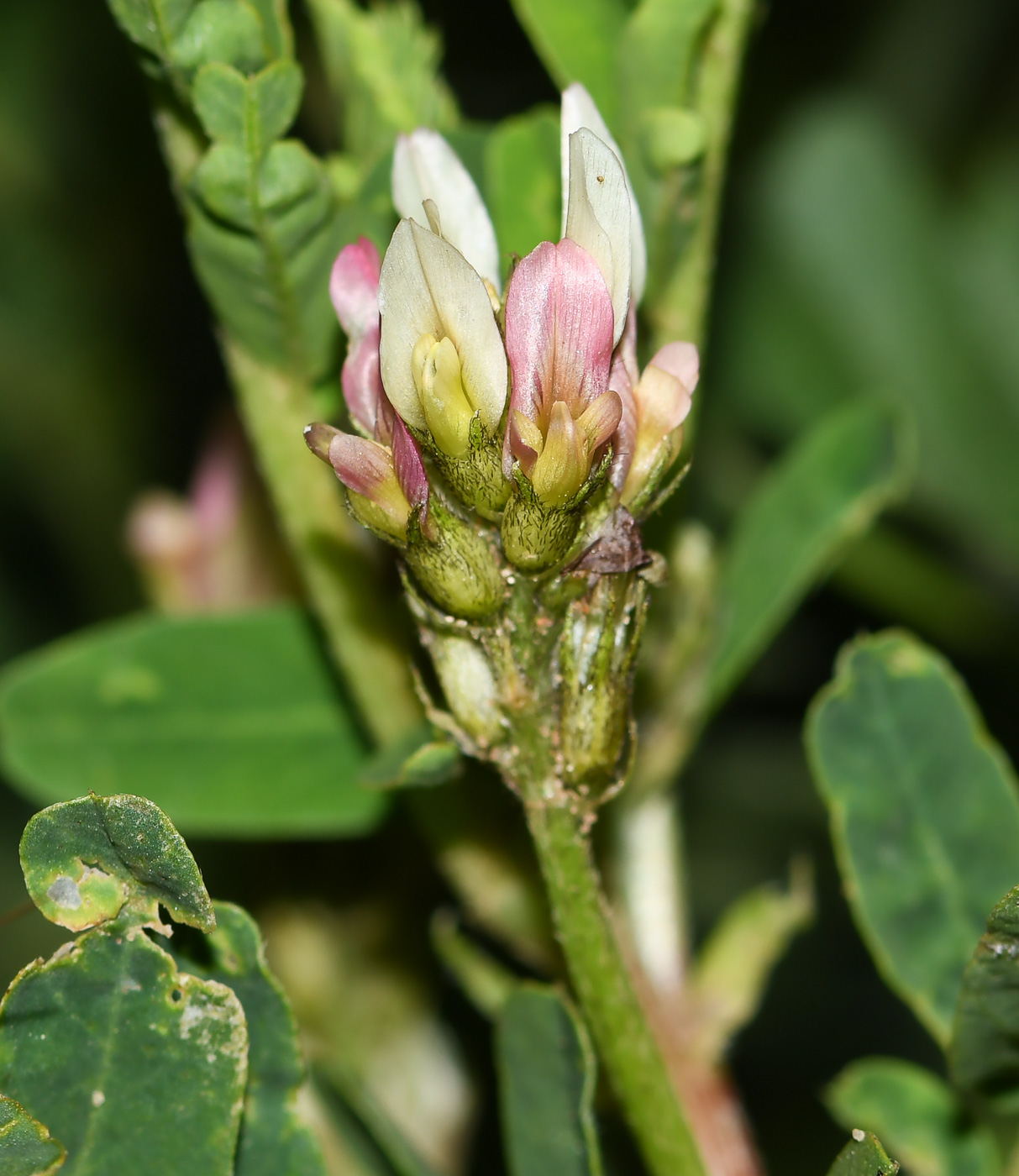 Изображение особи Astragalus boeticus.