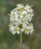 Silene подвид macrocarpa