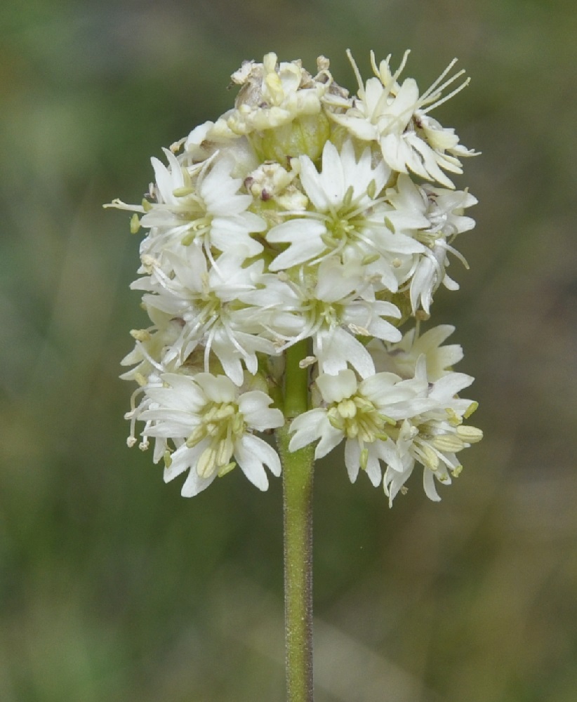 Image of Silene roemeri ssp. macrocarpa specimen.