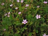 Erodium cicutarium. Цветущее растение. Нидерланды, провинция Zuid-Holland, остров Goeree-Overflakkee, окр. населённого пункта Ouddorp, закреплённые приморские дюны. 16 августа 2008 г.