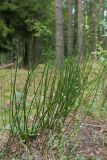 Equisetum hyemale. Спороносящее растение в сухом сосняке. Ленинградская обл., Лужский р-н, 136 км шоссе М-20. 22.08.2014.