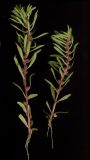 Peplis alternifolia