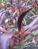 Pennisetum americanum