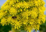 Aeonium arboreum. Часть соцветия с фуражирующей пчелой. Греция, Эгейское море, о. Парос, высокий каменистый берег, возле жилья. 15.12.2015.