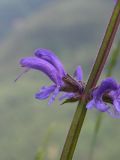 Salvia kuznetzovii