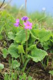 Primula amoena