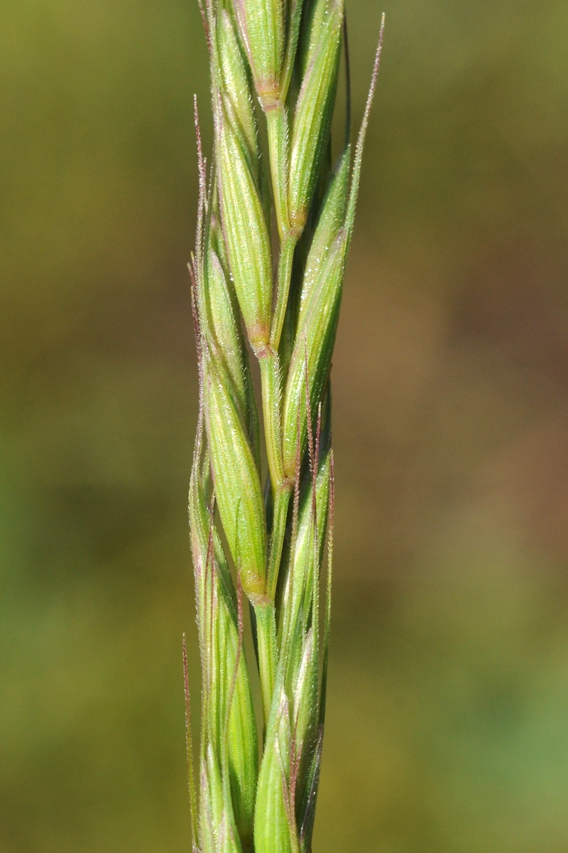 Изображение особи Elymus dahuricus.