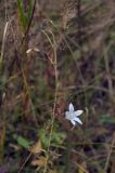 Campanula patula