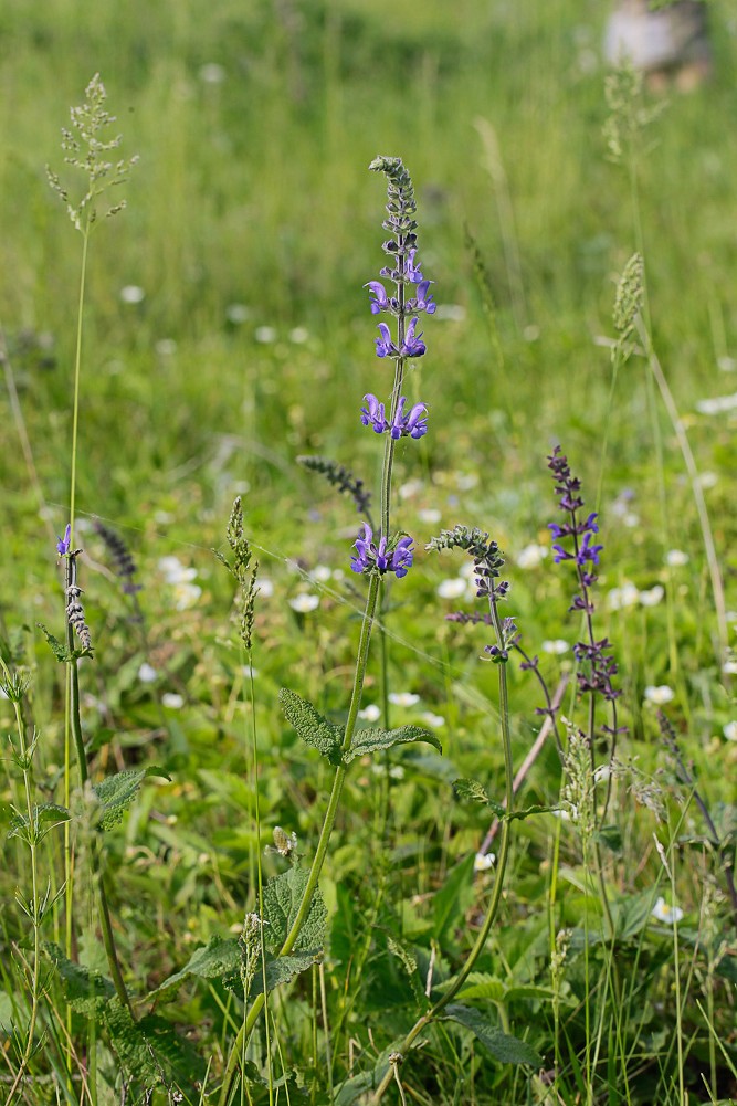 Изображение особи Salvia stepposa.