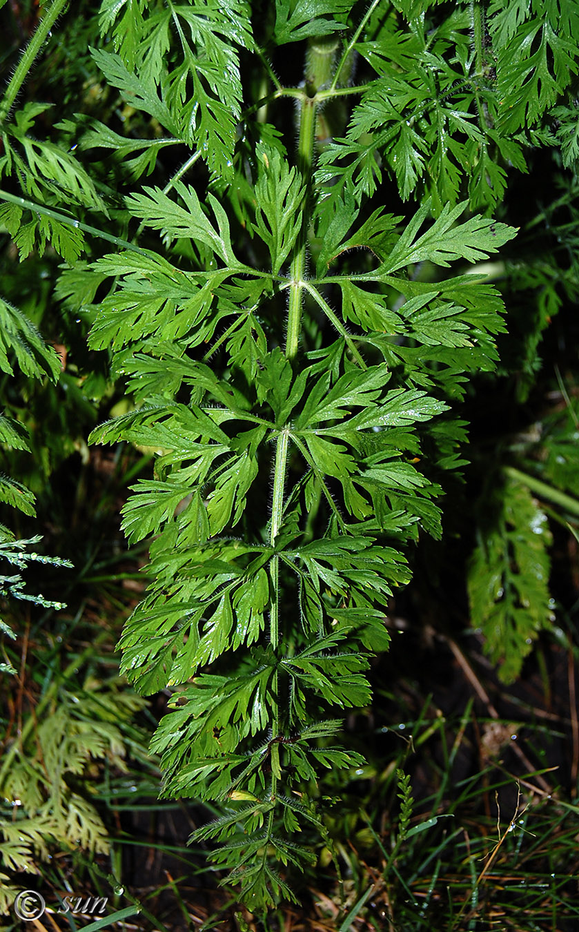 Изображение особи Daucus carota.