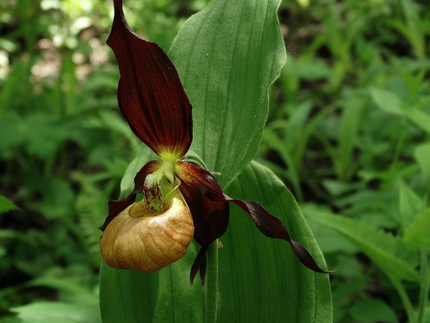 Изображение особи Cypripedium &times; microsaccos.