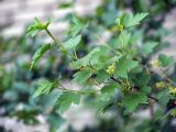 Ribes alpinum. Побег с мужскими соцветиями. Санкт-Петербург. 29.05.2009.