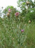 Centaurea jacea подвид substituta. Верхушка цветущего растения. Краснодарский край, Абинский р-н, долина р. Бол. Хабль, у небольшой дороги. 10.07.2016.