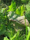 Rumex confertus. Вегетирующее растение с кормящимися щитниками (Graphosoma lineatum). Тамбовская обл., Петровский р-н, дер. Новая Васильевка, разнотравный луг на залежи. 11.06.2016.