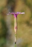 Dianthus karataviensis