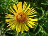 Inula salicina