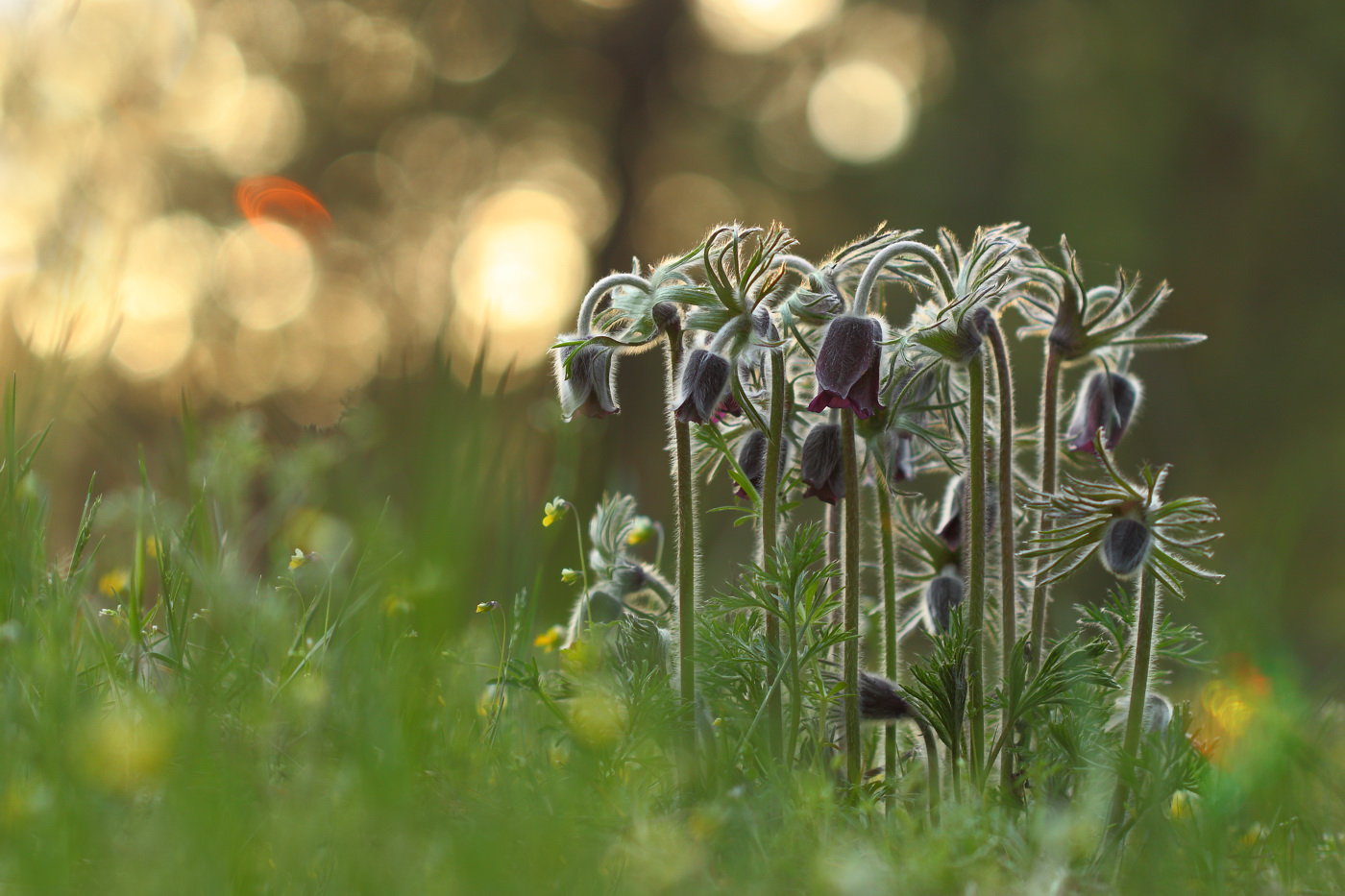 Изображение особи Pulsatilla pratensis.