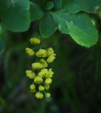 Berberis vulgaris