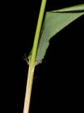 Eragrostis tenella. Часть стебля с основанием листа. Таиланд, о-в Пхукет, курорт Ката, обочина тротуара. 18.01.2017.