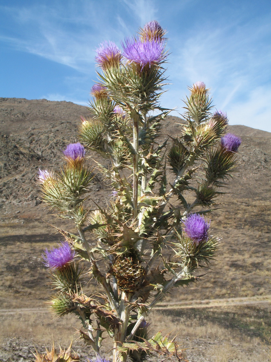 Image of Olgaea pectinata specimen.