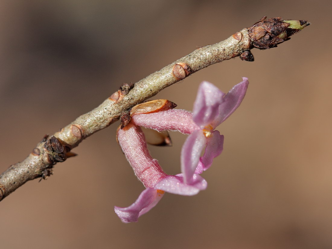 Изображение особи Daphne mezereum.