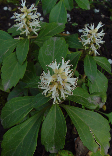 Изображение особи Pachysandra terminalis.