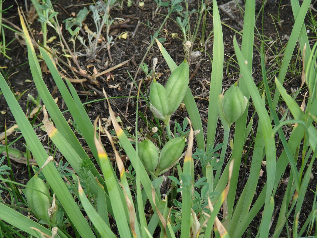 Image of genus Iris specimen.