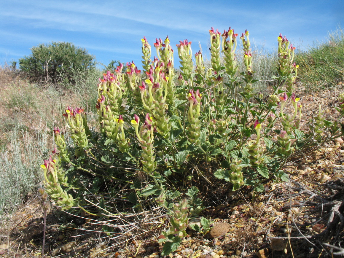 Изображение особи Scutellaria androssovii.