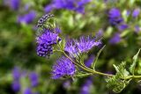 Caryopteris &times; clandonensis