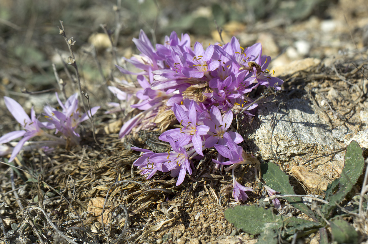 Image of genus Colchicum specimen.