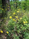 Anthemis monantha