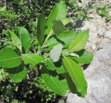 Salix caprea