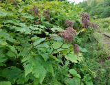 Filipendula camtschatica