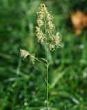 Dactylis glomerata