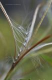 Epilobium pseudorubescens