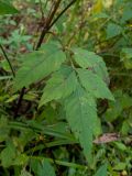 Bidens frondosa. Лист с повреждениями в нижней части побега. Московская обл., г. Дубна, лесопарк, возле пешеходной дороги вокруг территории Объединённого Института Ядерных Исследований. 25.09.2020.