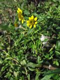 Bidens cernua var. radiata