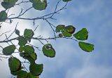 Corylus mandshurica