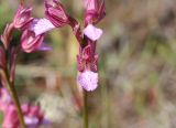 Anacamptis papilionacea