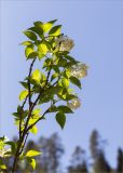 Staphylea colchica