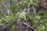 Juniperus sabina. Ветвь с незрелыми шишкоягодами. Республика Алтай, Улаганский р-н, долина р. Чульча, в 2,7 км ниже водопада Учар, обочина тропы. 7 августа 2020 г.