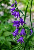 Campanula rapunculoides