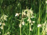 Epipactis palustris