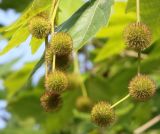 Platanus × acerifolia. Незрелые соплодия. Краснодарский край, м/о Анапа, пос. Витязево, ул. Знойная, в озеленении. 05.06.2021.