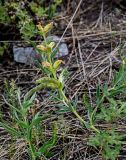 Thermopsis lanceolata. Плодоносящее растение. Хакасия, Бейский р-н, высокий берег р. Абакан, степной склон. 12.06.2022.