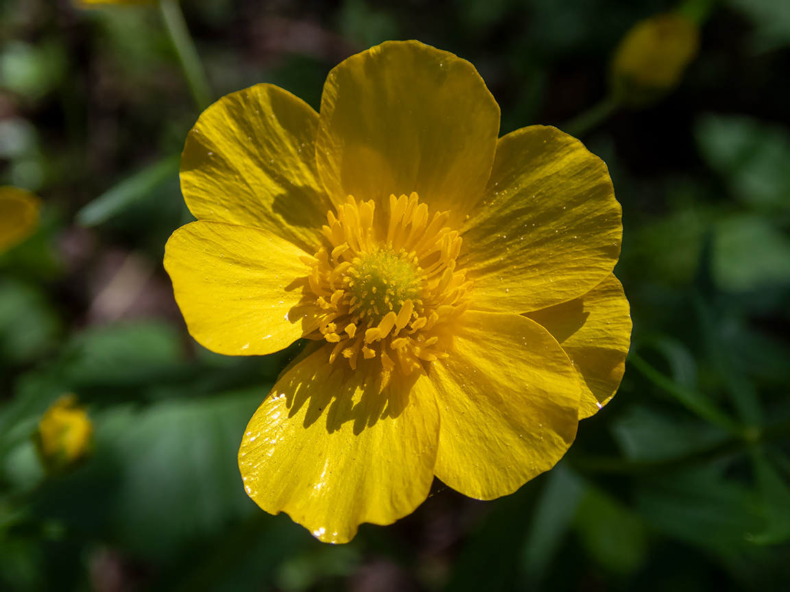 Изображение особи Ranunculus cassubicus.