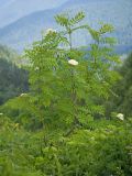 Sorbus aucuparia. Верхушка цветущего растения. Адыгея, Кавказский биосферный заповедник, долина р. Армянки (Инструкторская Щель), ≈ 2100 м н.у.м., субальпийский луг. 28.06.2023.